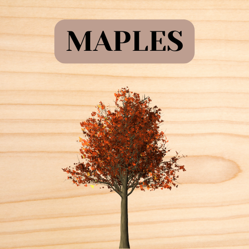 Maple Wood